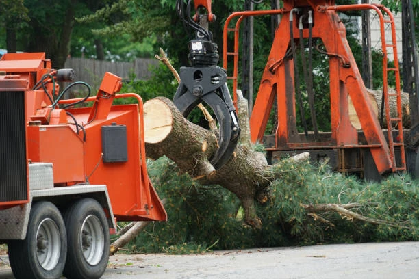 Why Buffalo Homeowners Trust Treeman NY for Emergency Tree Service