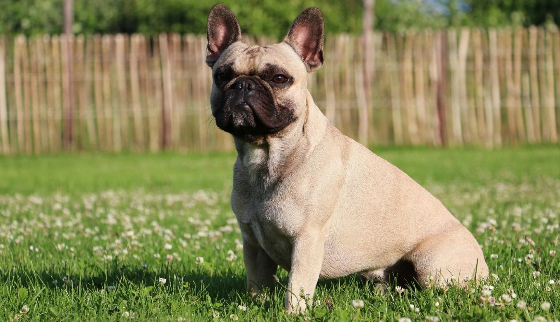 French Bulldog Puppies for Sale – Everything You Need to Know Before Buying