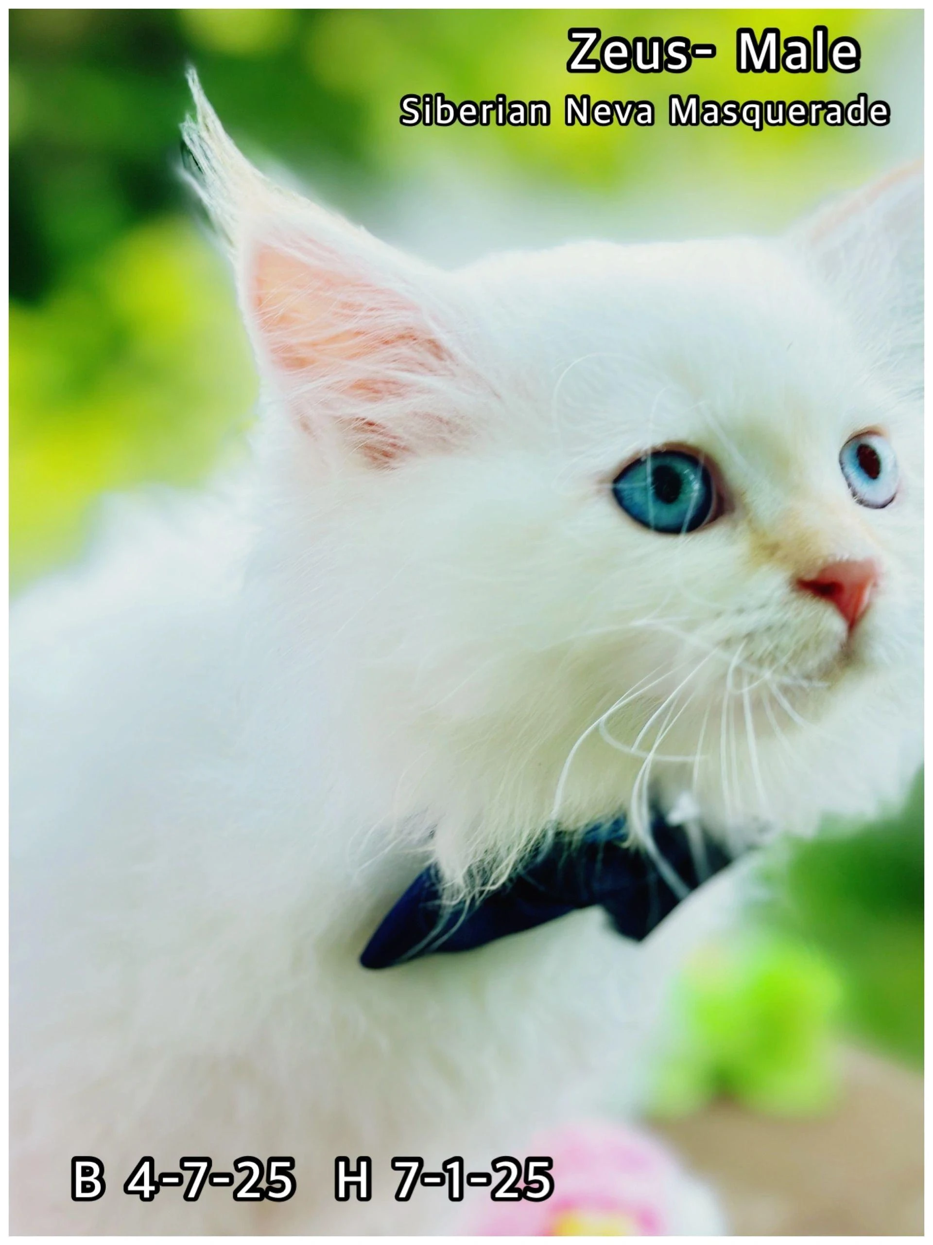 Looking for a Healthy Siberian Kitten in Virginia? Here’s How a Good Breeder Helps