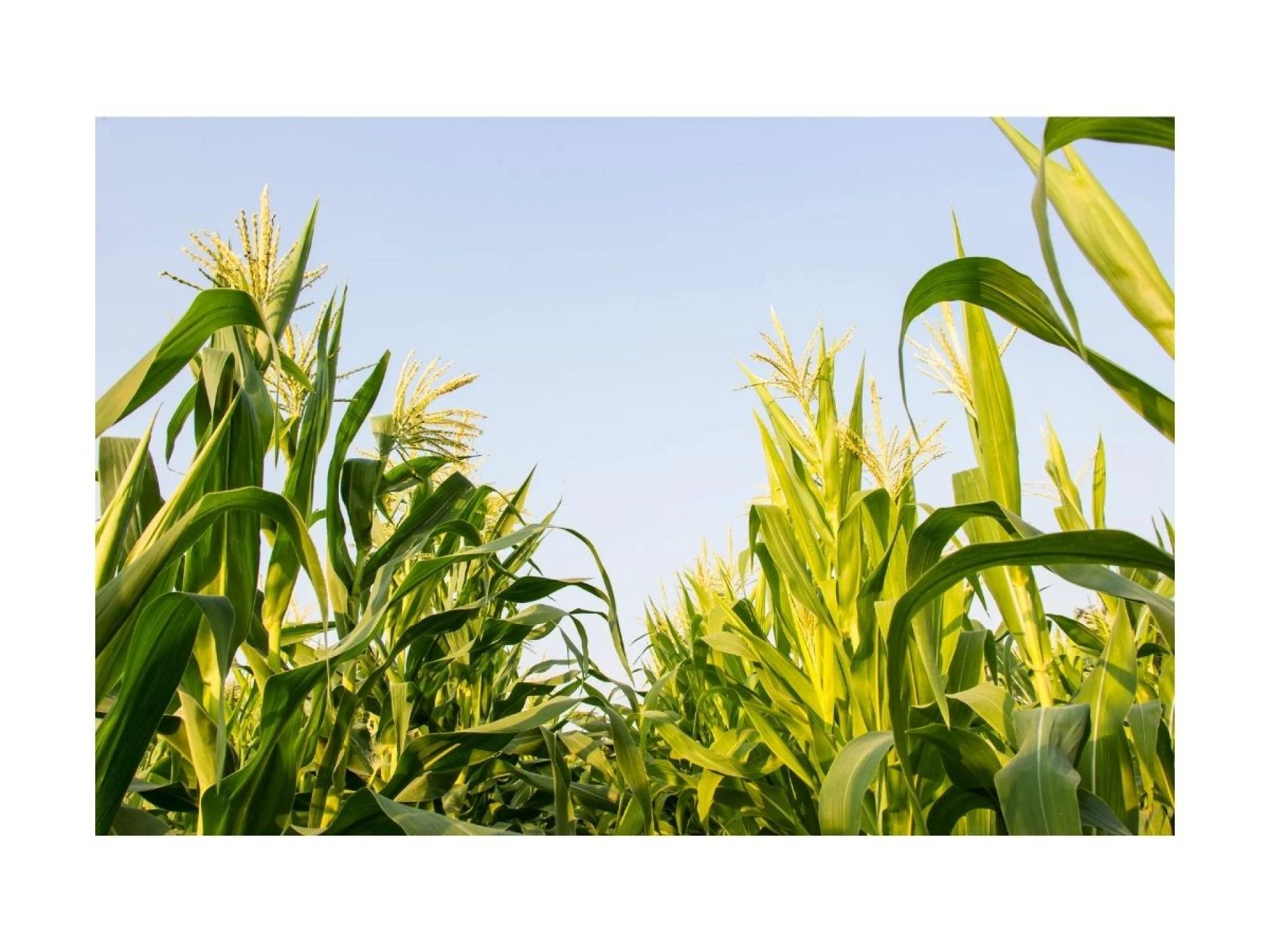 Local Expertise Meets Global Reach in Saskatchewan