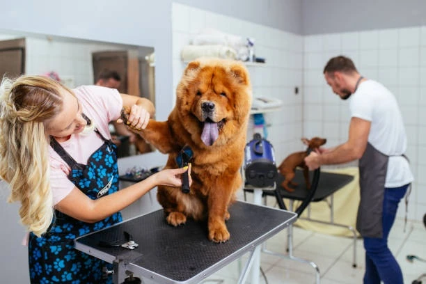 How Often Should You Schedule Dog Nail Trimming in Dunedin?