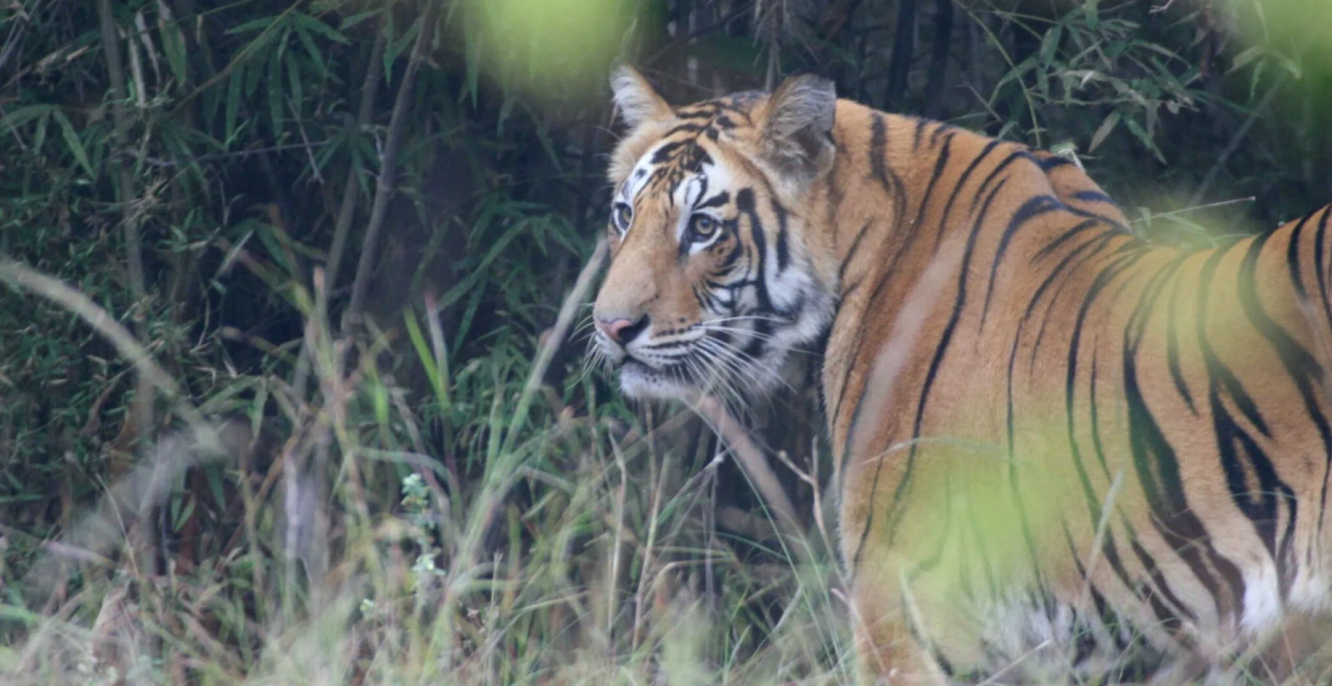 Tiger Safari Ranthambore: Explore the Royal Wilderness