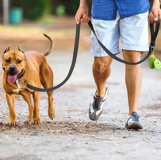 Enhance Your Pet’s Lifestyle with Premium Dog Accessories in Kenya