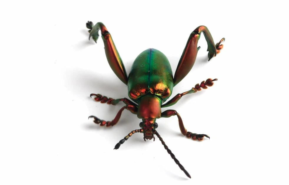 How to Safely Buy Live Insects Online Without Stress