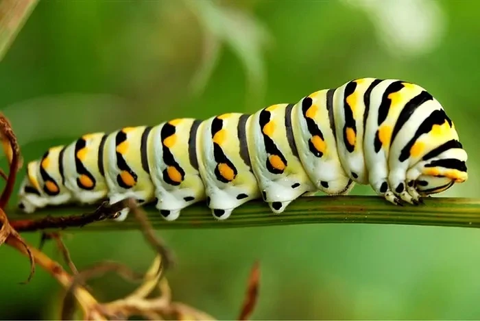 60 Caterpillar Quotes: The Journey of Change Told