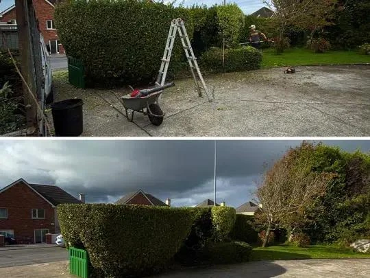 Tree Surgeon Galway: Safe, Skilled Tree Care for Homes & Businesses