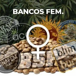 Semillas Feminizadas 2025: Cultivo Seguro, Fácil y Productivo