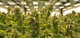 The Legalization Journey of Recreational Cannabis in the U.S.