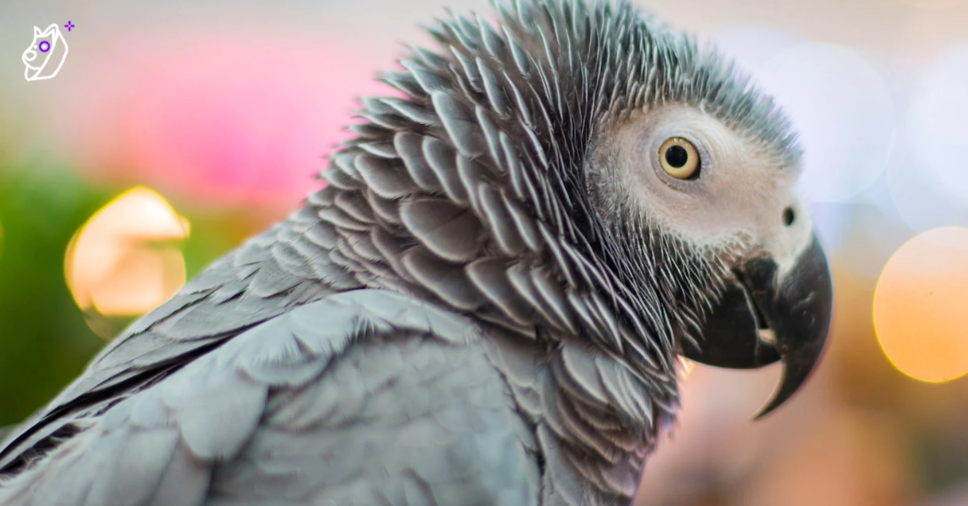 African Grey Parrot Care: The Complete Guide to a Smart and Sensitive Bird