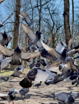 Pigeon Control Las Vegas NV: Expert Bird Removal Solutions by Enviro Guard Pest ControlDraft: My Post Title