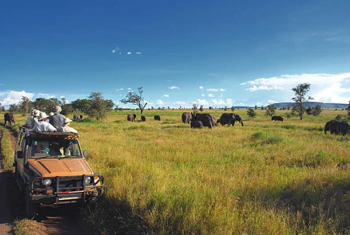 Safaris in Tanzania: Diverse Wildlife Adventures