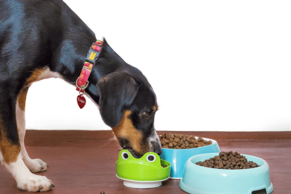 Feeding Your Dog The Right Food
