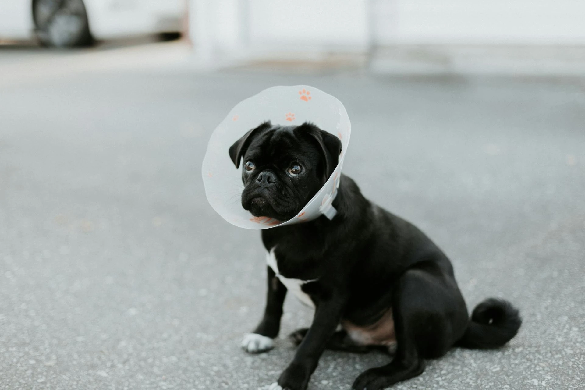 Dog Cone Alternatives: Your Complete FAQ for a Happier, More Comfortable Recovery