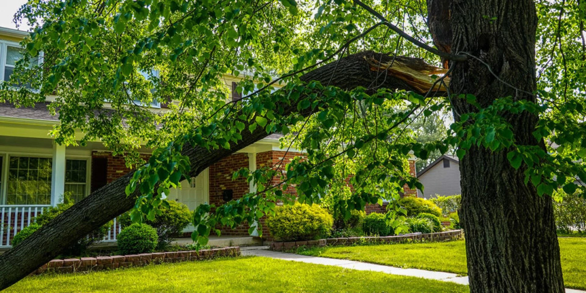 Lord’s Tree Service LLC: Your Trusted Partner for Expert Tree Care