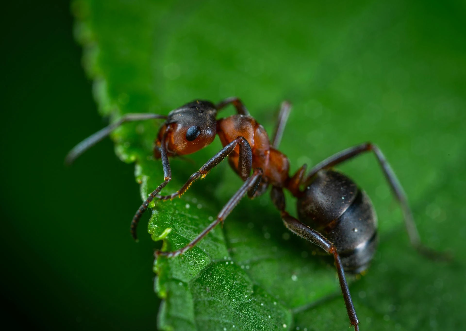 Comprehensive Ant Control Solutions for Melbourne Homes