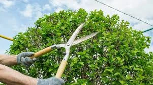 Expert Tree Trimming Services in San Diego County, CA | Go Green Tree Care Service