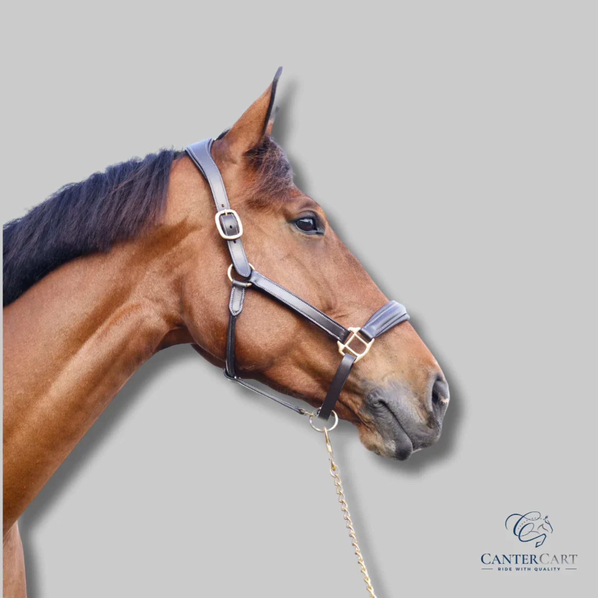 Discover the Finest Horse Gear at CanterCart – Where Quality Meets Passion