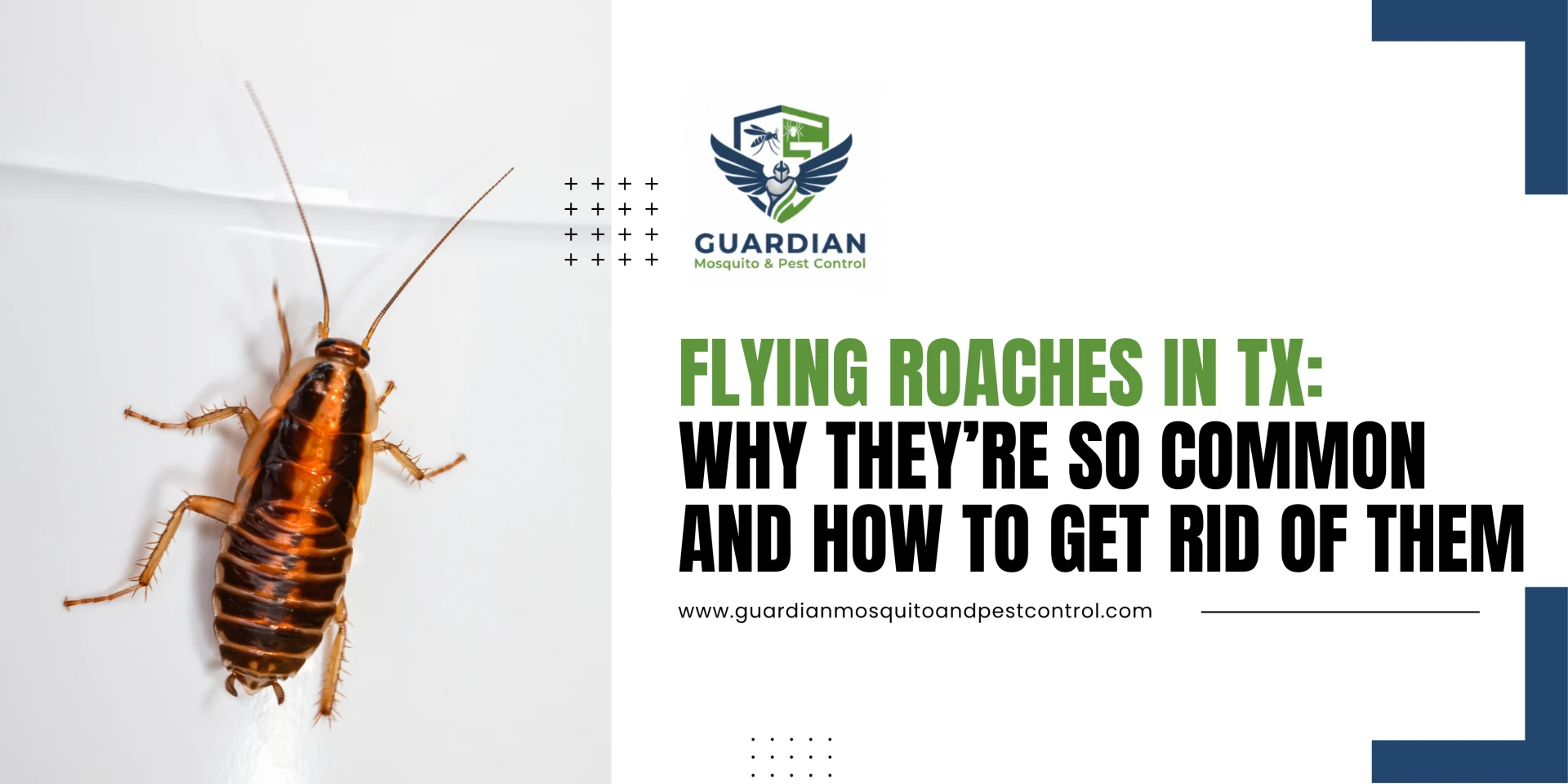 Flying Roaches in Texas: Why They’re So Common and How to Get Rid of Them