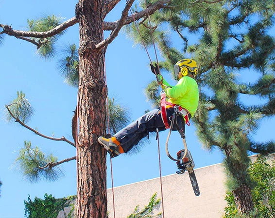 From Overgrown to Outstanding: Tree Removal Services That Redefine Your Landscape