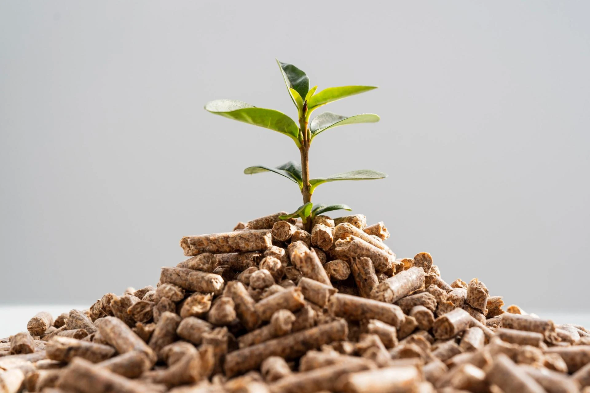 Leading Biomass Pellet Manufacturer in Maharashtra: Eco-Friendly Innovation at Vidhyut Energy