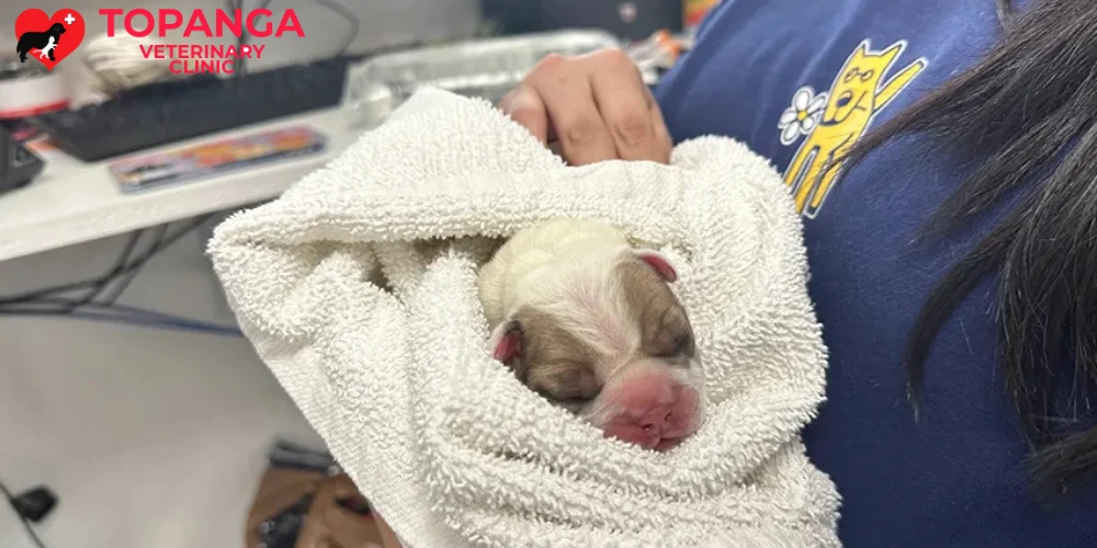 Dog Insurance: How It Can Make a Difference When Emergencies Strike