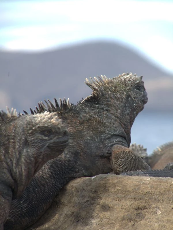 Why a Galapagos Charter Is the Only Way to Truly Experience the Islands