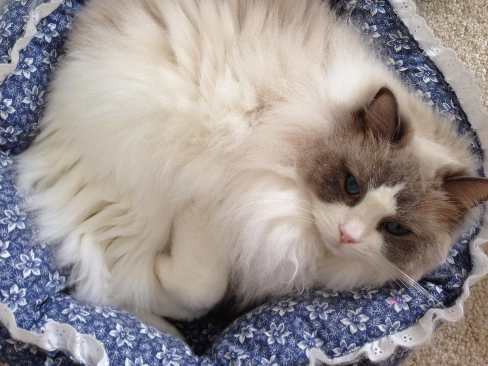 Ragdoll Cat Care: Complete Guide to Raising a Healthy and Happy Ragdoll