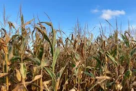 Balanced Crop Nutrition: How to Get More from Every Acre in Short Canadian Growing Seasons