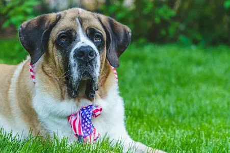 3 Tips On Finding The Best Fit Halloween Costume For Your BIG Dog