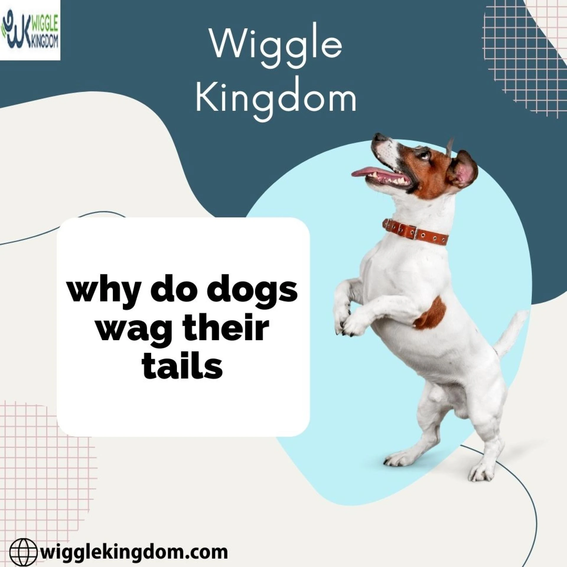 Best Training Collar for Small Dogs – Safe & Effective Results