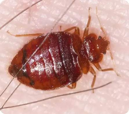 A Complete Guide to Preventative Bed Bug Control for Lasting Protection