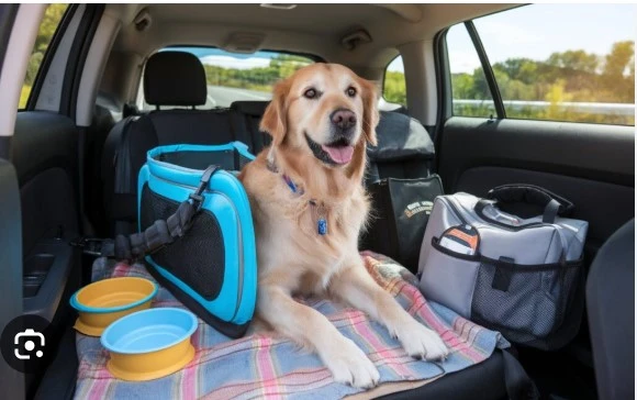 Pet Taxi London: Your Complete Guide to Safe Pet Transport