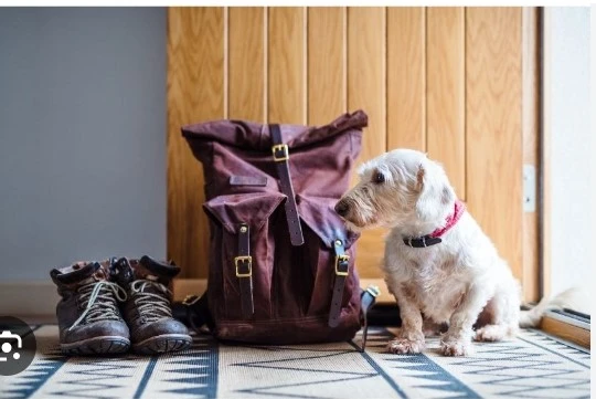 Your Complete Guide to Pet Relocation to UK