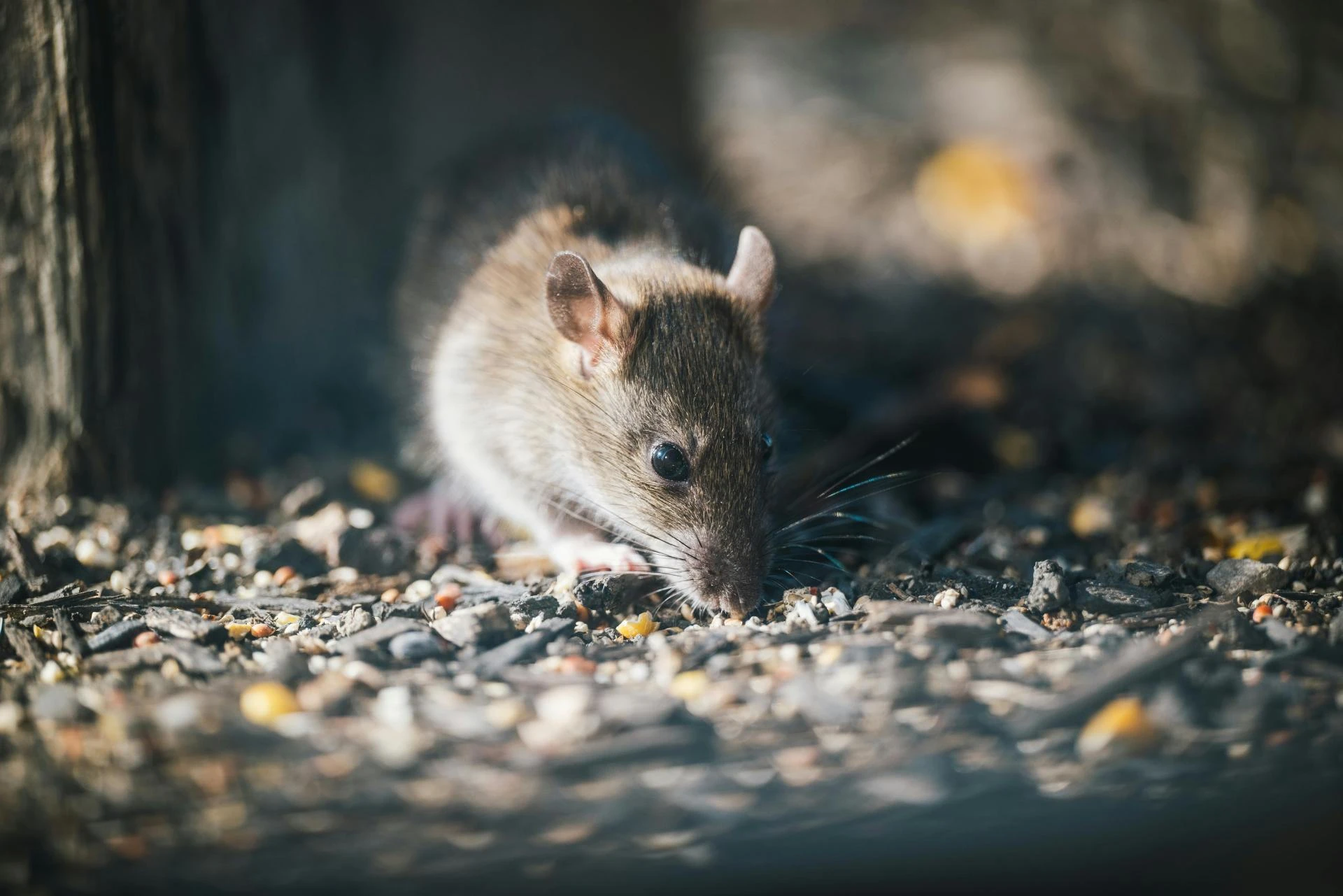 Creating a Pest-Free Home: Sustainable Solutions for Melbourne Residents