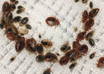 Why Heat Plus Targeted Residuals Win Against Bed Bugs in Brentwood