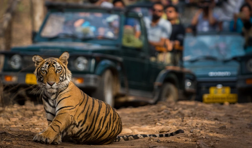 Your Complete Guide to Ranthambore Safari Sightseeing