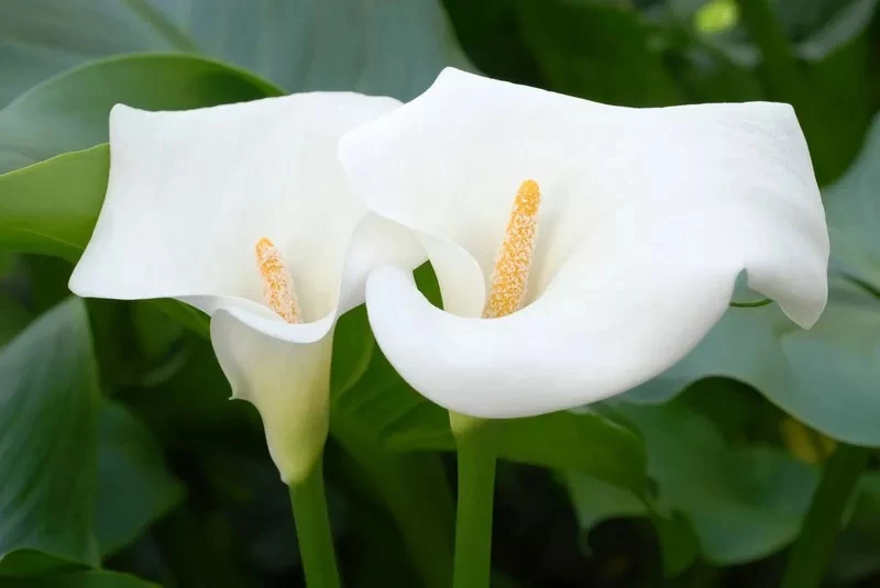 Is Calla Lily Symbolism Religious or Romantic?