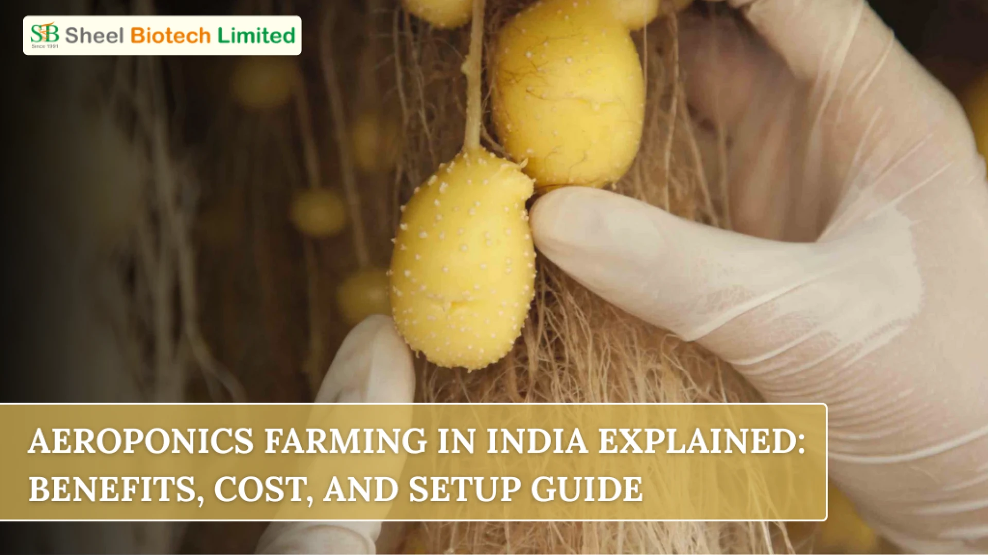 Aeroponics Farming in India Explained: Benefits, Cost, and Setup Guide