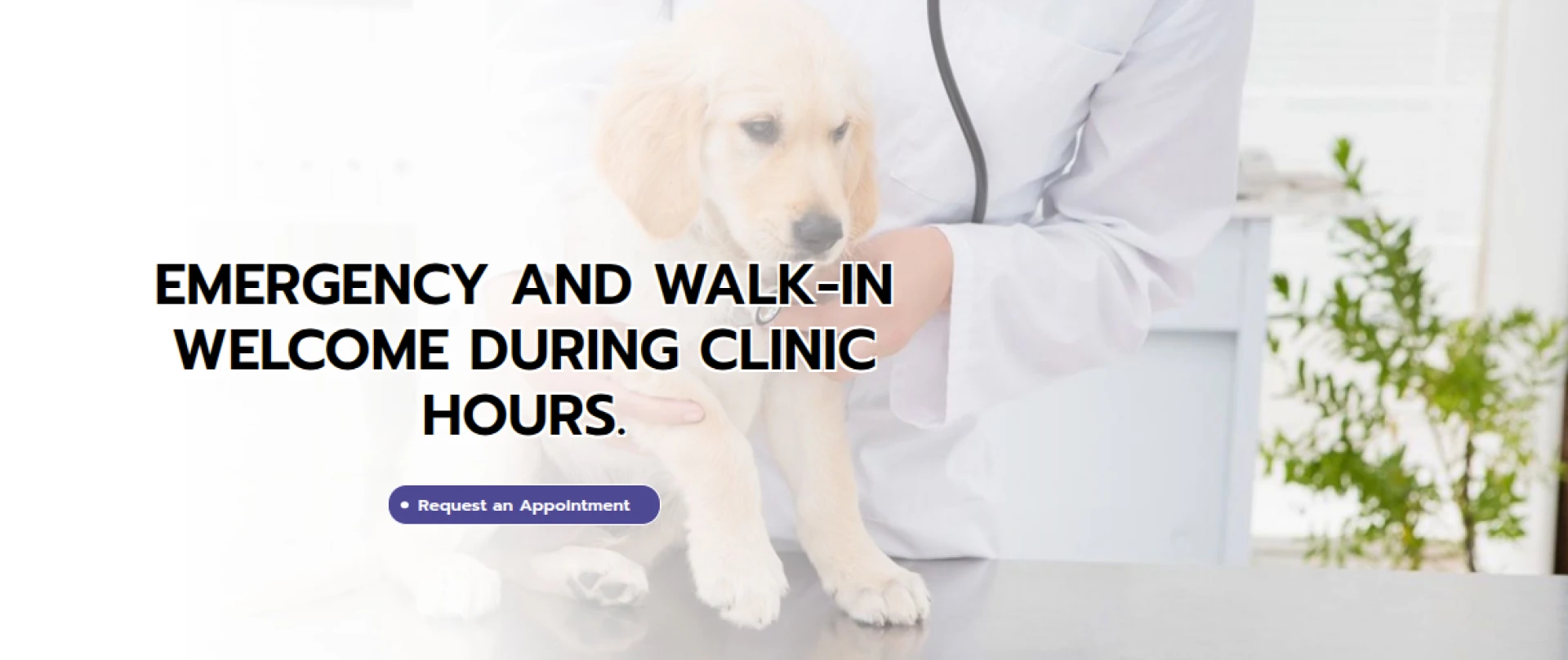 What Happens During Pet Surgery and How You Can Help Your Pet Recover