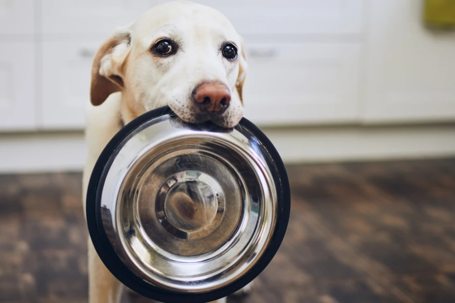 Choosing the Right Dog Food for a Healthy, Happy Pet
