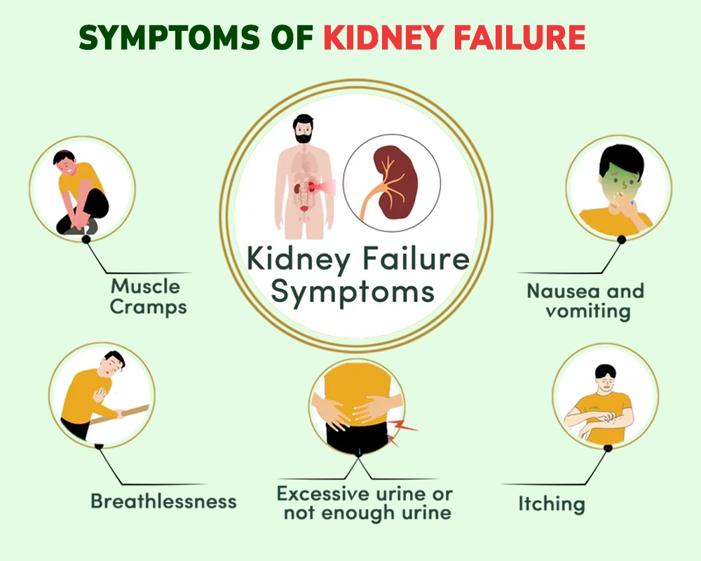 Kidney Disease Ayurvedic Treatment: Prevent and Manage Kidney Disorders Naturally- Aksa Ayurveda