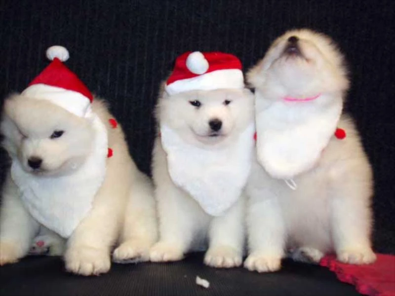 Why Samoyed Adults for Sale Might Be Exactly What You Need