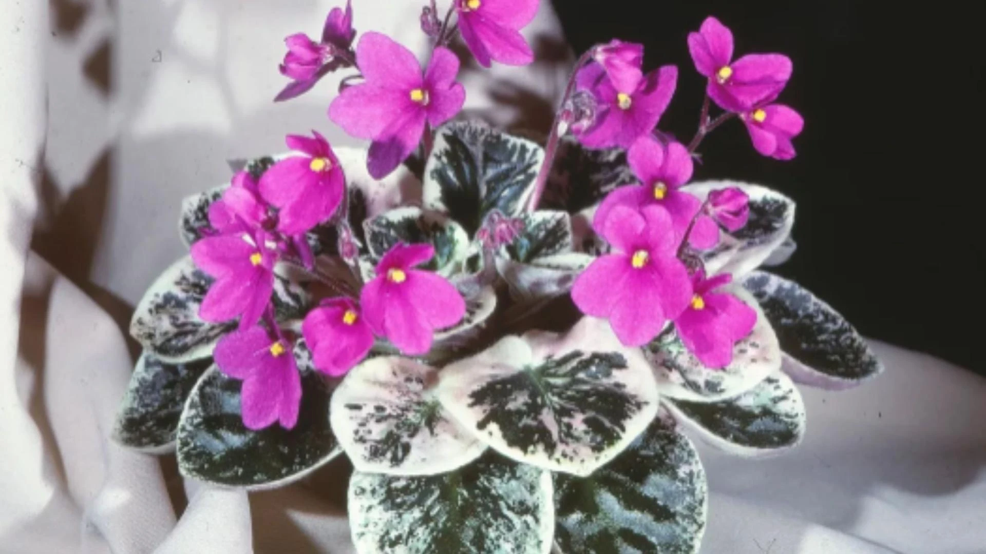 The Science Behind Miniature African Violet Seeds