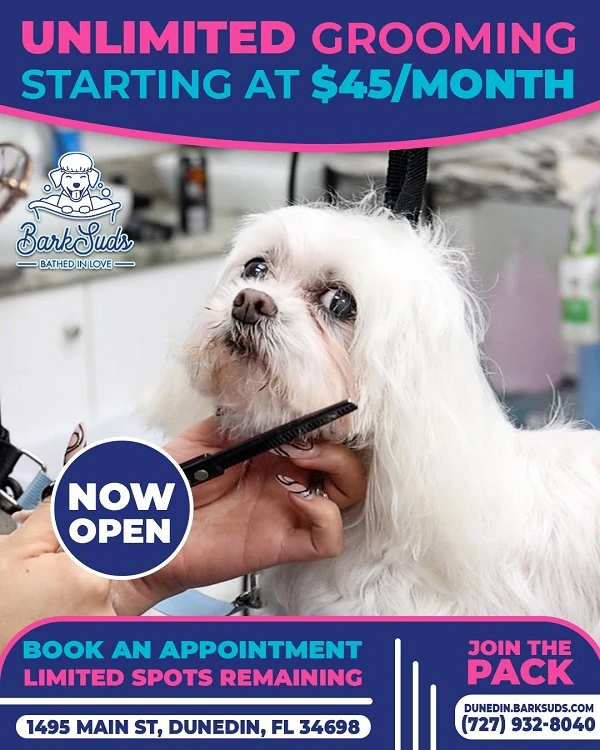 Local Guide to the Best Dog Groomers in Dunedin