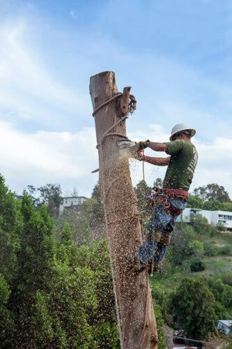 What Are the Benefits of Tree Trimming in Sacramento?