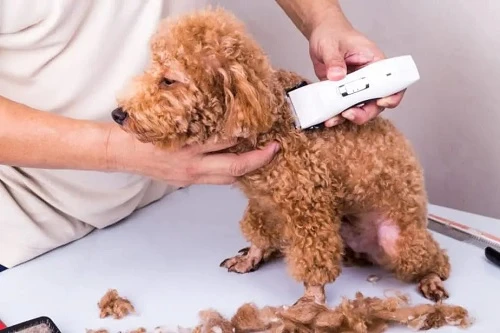 Perfect Grooming Guide for South Tampa Poodles