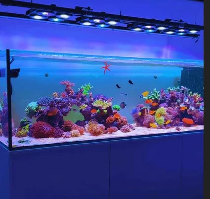 Mastering the Art of Reef Keeping: Understanding SPS Coral Lighting and Essential Equipment