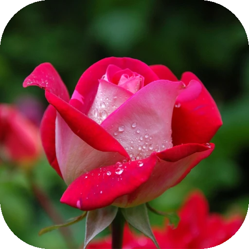 গোলাপ ফুল ছবি ডাউনলোড: সুন্দর ও উচ্চমানের ইমেজের সহজ গাইড