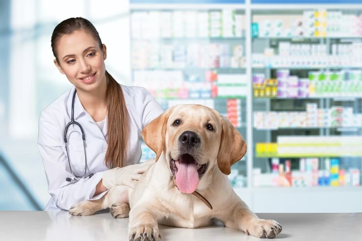 How to Pick the Best Pharmacy for Pets Near Me for Safe Medications