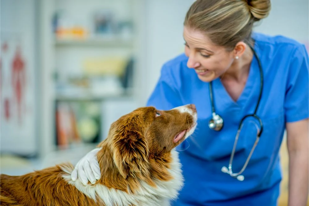 Vet Tech Schools in Missouri | Accredited Vet Tech Programs Missouri – Midwest Institute